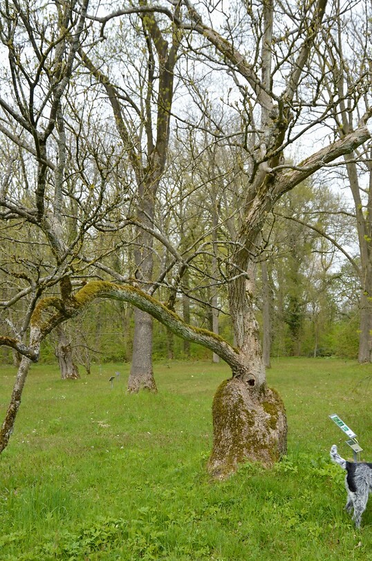 Blauwe els