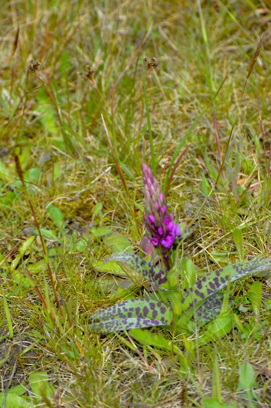 Wilde orchidee