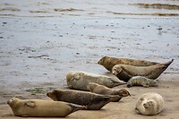 Zeehonden