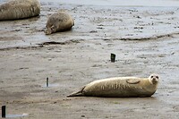 zeehonden