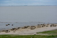 zeehonden
