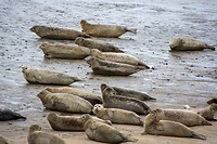 Zeehonden