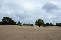 De kale duinen