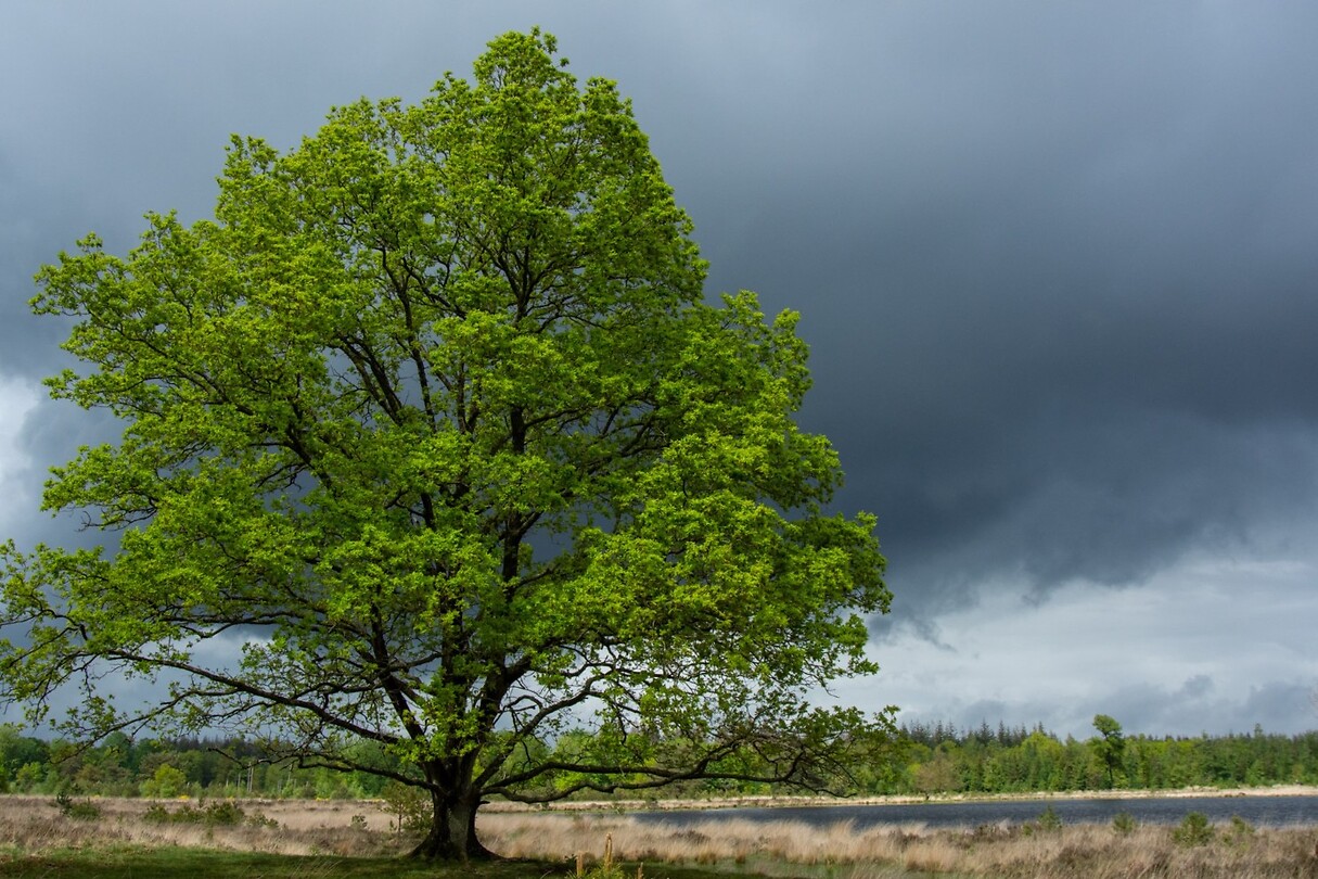 Nationaal park Drents-Friese Wold
