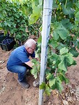 Henk aan het druiven plukken
