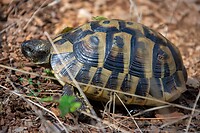 Nox vond 3 schildpadden