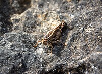Cicade