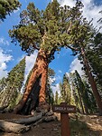 Giant Grizzly