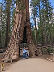 Tunnel Tree