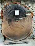 levensringen bij een Sequoiaboom