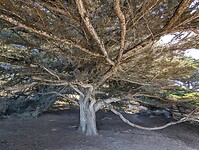 Ghost tree