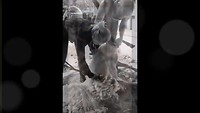 Sheep Shearing