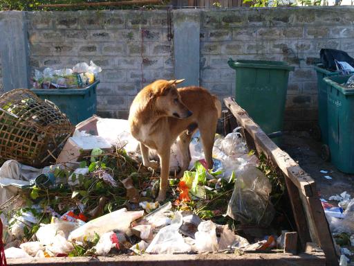 Feasting stray dog...