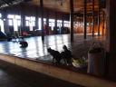 Cats everywhere in the Jumping Cat Monastery
