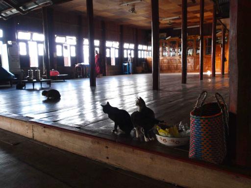 Cats everywhere in the Jumping Cat Monastery