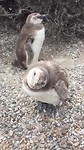 Baby pinguïn