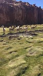 Groene mosachtige landschap