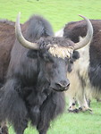 Yak