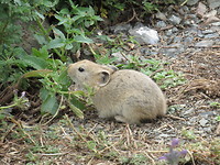 Schattige Pika-boo in Yol valley