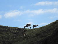 Ibex gespot