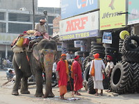 Even de olifant uitlaten