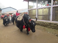 Stevige yaks