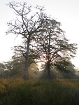 Zonsopgang in het woud