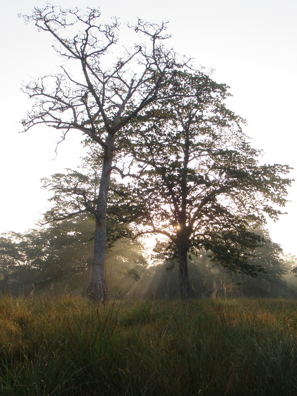 Zonsopgang in het woud