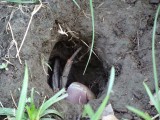 Krab in holletje..
