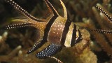 2016-01-08_Pante Parigi_148