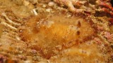 2016-01-08_Pante Parigi_065