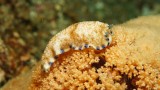 2016-01-08_Pante Parigi_003