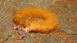 2016-01-08_Hairball_010