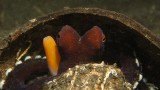 2016-01-08_Hairball_016