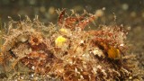 2016-01-08_Hairball_133