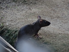 Rat  komt uit zijn holletje.  in Manado.