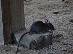 Rat  eet de zaadjes  op  van de vogels.