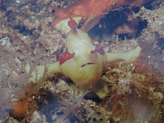 Frogfish  kunnen  niet zwemmen,  maar heb 4  grappige  pootjes,  waarmee  ze waggelen.