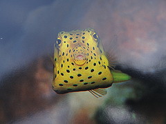 Yellow boxfish blijft  een  van  mijn  favorieten.