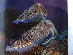2x cuttle fish.  gezien  vandaag.
