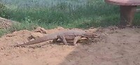 Mini varaan "monitor lizard"