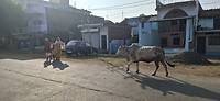 1000057646