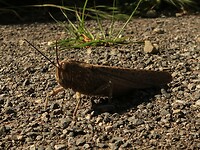 IMG_7656-1