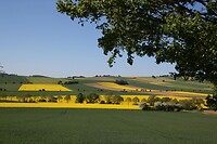 IMG_0041
