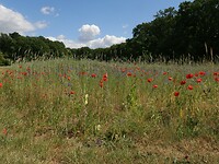 IMG_8377