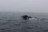 Walvis
