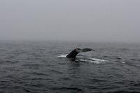 Walvis2