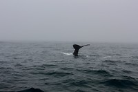 Walvis 3