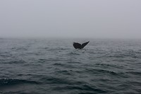 Walvis 4