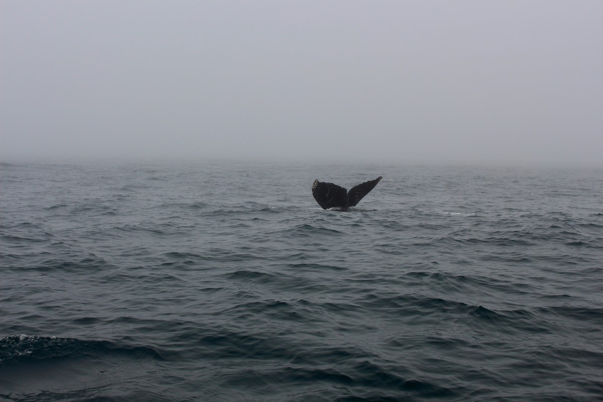 Walvis 4